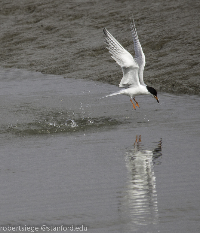 forster's tern